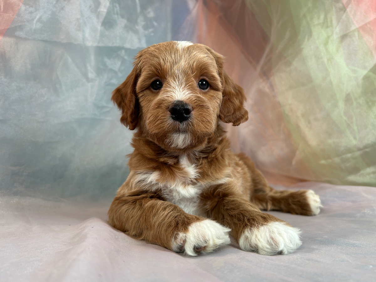 Male Bichon Poo Mix, Born 10-18-2023 $1200